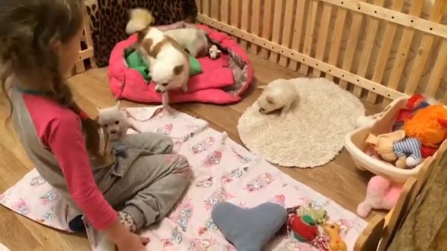 Крошки Чихуахуа смотреть онлайн