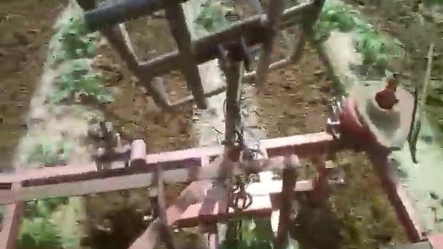 Рыхление междурядий картофеля после дождей. смотреть онлайн