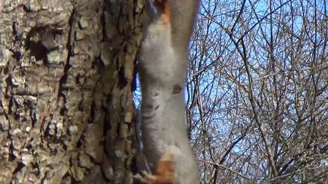КТО? КТО В НАШЕМ ПАРКЕ ЖИВЕТ? смотреть онлайн