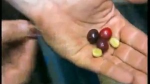 ИЗ ЧЕГО ДЕЛАЮТ КОФЕ? Выращивание и сбор кофейных зерен [Сорта робуста и арабика] Производство кофе