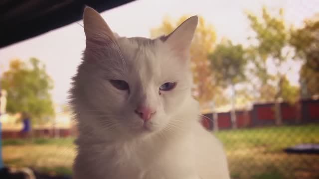 Турецкий ван смотреть онлайн