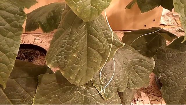 Огурец.Корневые гнили. Устранение. смотреть онлайн