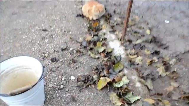 Orpington porcelain. фарфоровый орпингтон. смотреть онлайн