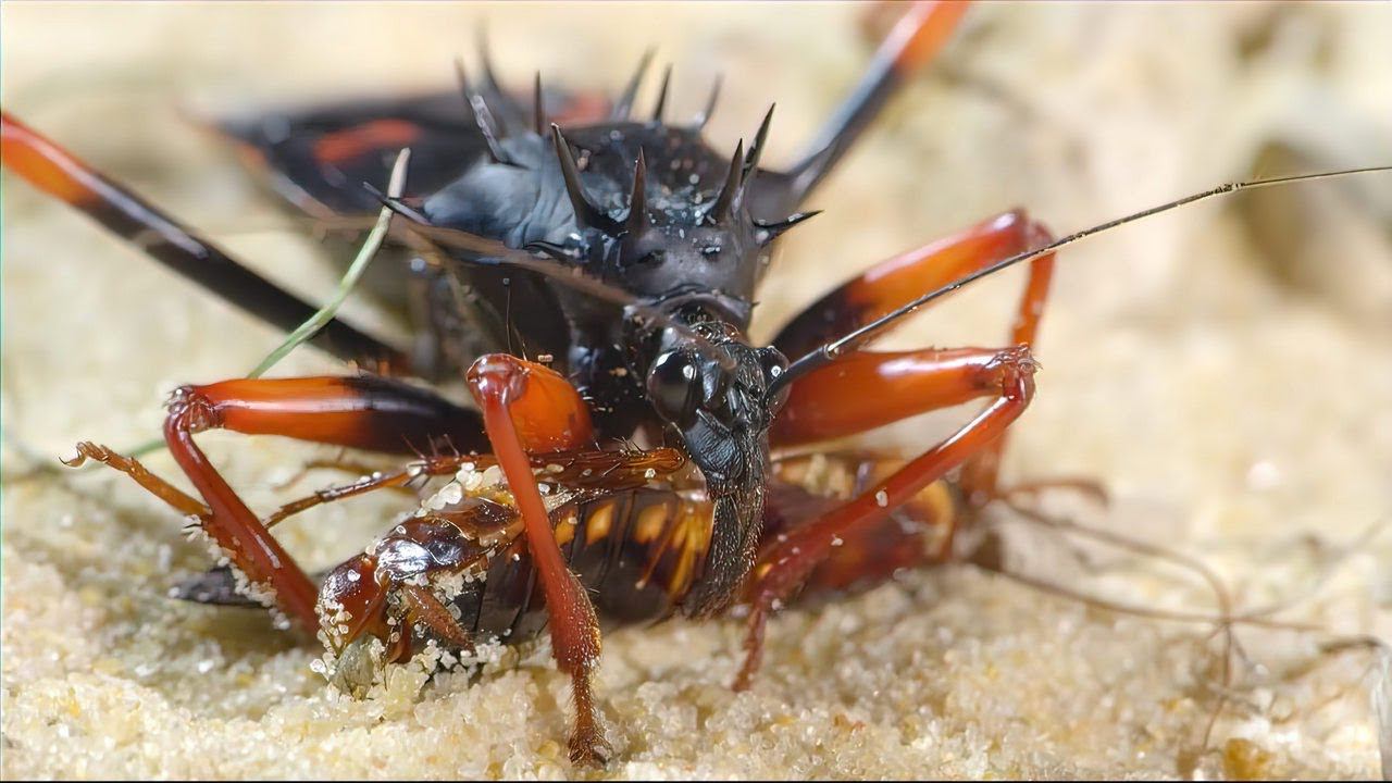 Этот жук высасывает внутренности своих жертв! смотреть онлайн