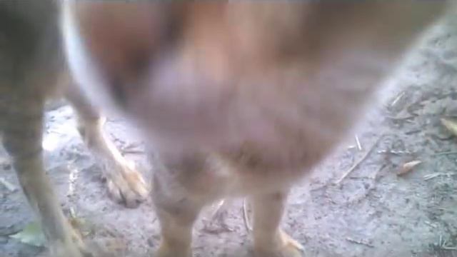 Puss Puss and Simba (3) смотреть онлайн