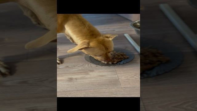 Питбуль оценила - чистое мясо и печень??? смотреть онлайн
