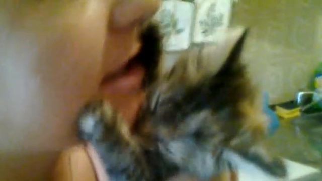 Ласковый котенок смотреть онлайн