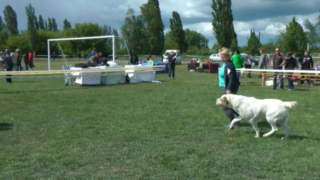 КЛАСС ОТКРЫТЫЙ СУКИ 3 * СРЕДНЕАЗИАТСКАЯ ОВЧАРКА смотреть онлайн