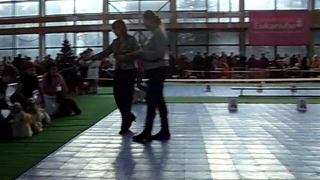Суки юниоры палевого окраса.avi смотреть онлайн