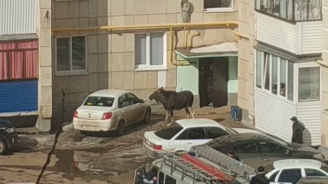 Лось в городе Октябрьском! смотреть онлайн