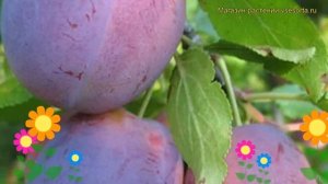 Слива Волжская красавица. Краткий обзор, описание характеристик prunus sp. Volzhskaya krasavitsa