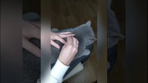 Адвокат для кошек - капли на холку, как давать