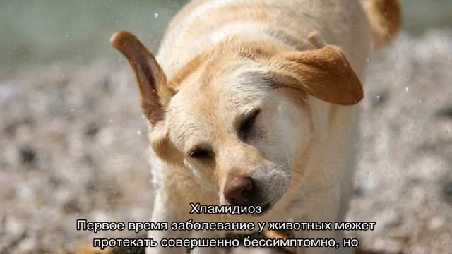 Собака трясет головой и ушами: что делать смотреть онлайн