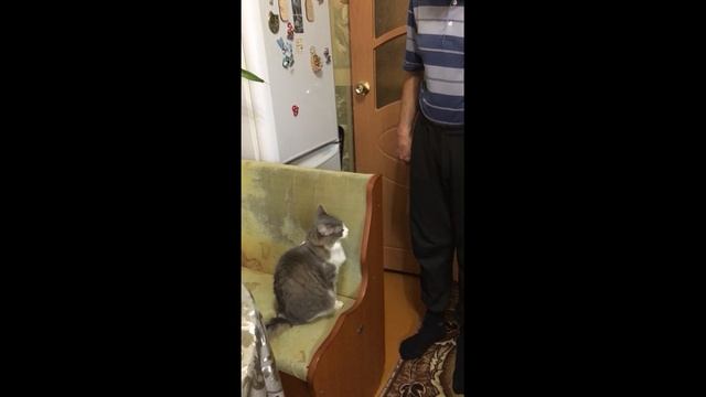 Смешные кошки Кошка здоровается с хозяином смотреть онлайн