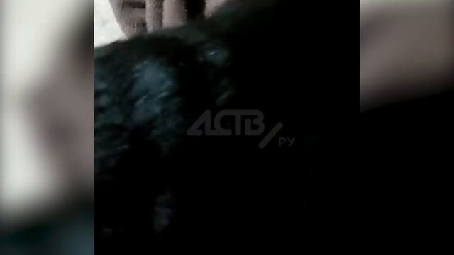 Сахалинская ветклиника попросила 80 тысяч рублей за лечение сбитой машиной дворняги - 03 смотреть онлайн