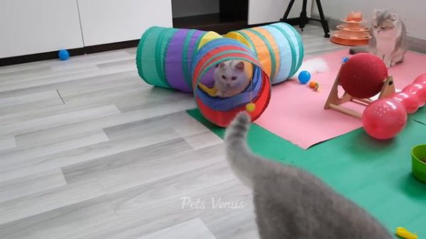 Hilarious Cats and Dogs 😹🐶 Funniest Animals 2024 🤣 Part 24