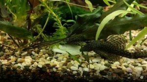 КОРМЛЮ АНЦИСТРУСОВ КАПУСТОЙ