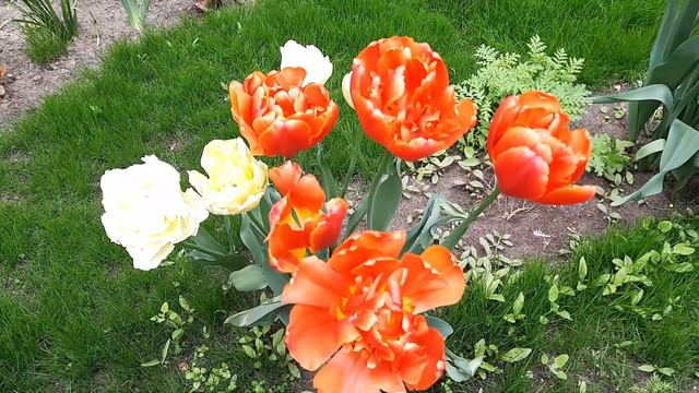 Тюльпаны/Цветение 2022/Без сортов/Tulips/Tulipa