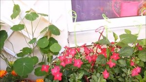 Цветы на балконе - июль