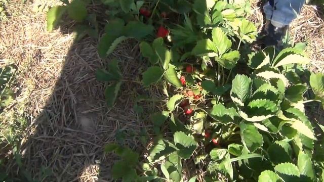 Сорт ЭЛЬСАНТА не оправдал ожидания (26-05-2018) смотреть онлайн