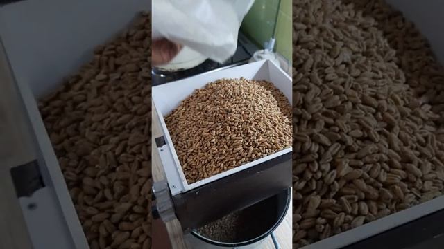 мельница для солода пшеничный солод