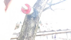 Отзыв. Садовая паста "Раннет".