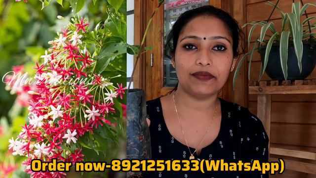 😱💐അതിശയിപ്പിക്കുന്ന വള്ളിച്ചെടി കോമ്പോ ഓഫർ/ Best Creeper Plants Combo Offer смотреть онлайн