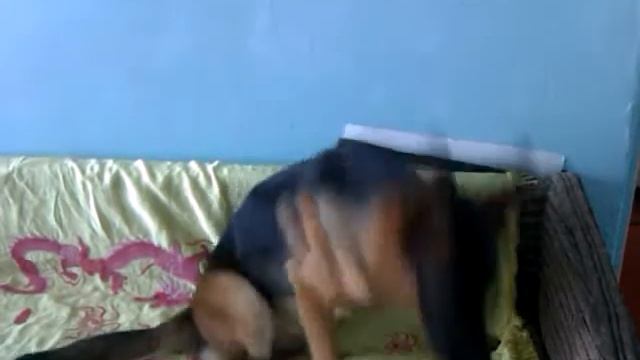 Гроулинг ROOOCK :D смотреть онлайн