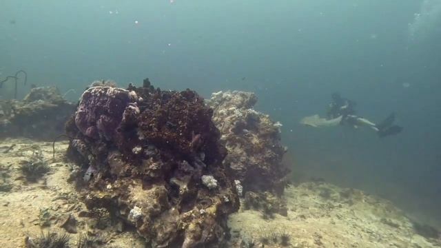 Зебровая акула. Нырялки. смотреть онлайн