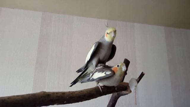 Самец кореллы ПОЕТ НА САМКЕ! смотреть онлайн
