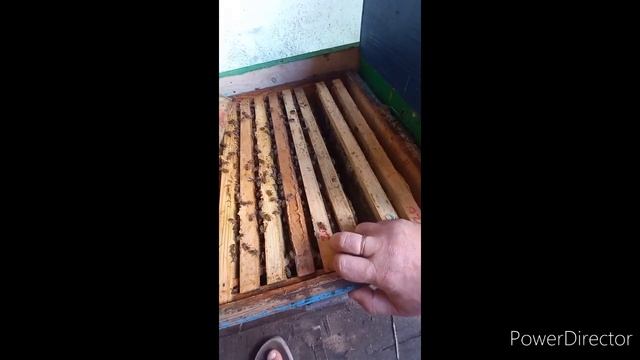 Цветет плющ, обзор отводков БАКФАСТ смотреть онлайн