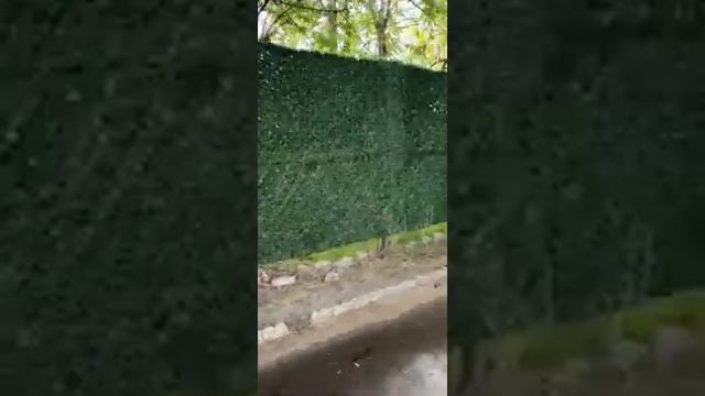 Забор закрываем декоративной искусственной сеткой Хвоя. Изгородь.89268157450, www.parkigreen.ru смотреть онлайн