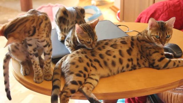 бенгальские кошки - мама с детками Http://www.bengalocat.com/