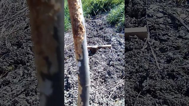 Инжир обгрызли мыши смотреть онлайн