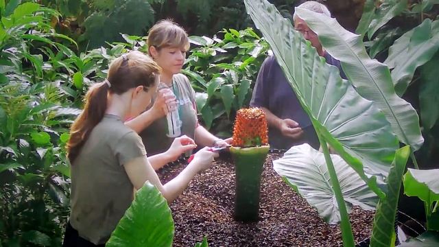 Amorphophallus Titanum - The Chop