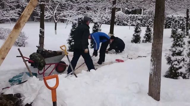 Посадка деревьев и кустарников, как правильно посадить растение зимой? смотреть онлайн