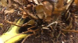 Открываю гортензию после зимы/ Жива ли она?/ Что с ней сейчас?/ Часть 1/6