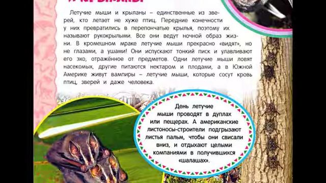 Животные джунглей. 6 часть. Летучие мыши и крыланы смотреть онлайн