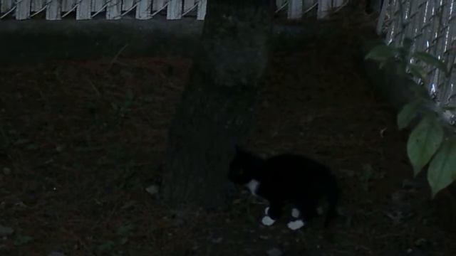 ALIENS IN MY BACK YARD PART 3 смотреть онлайн