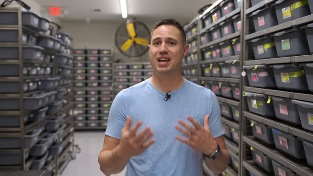 How To Breed Ball Pythons in 5 Simple Steps! смотреть онлайн