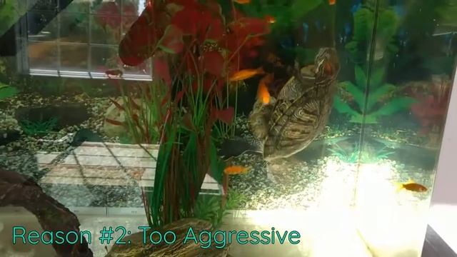 Why You SHOULDN'T get a Red Eared Slider смотреть онлайн