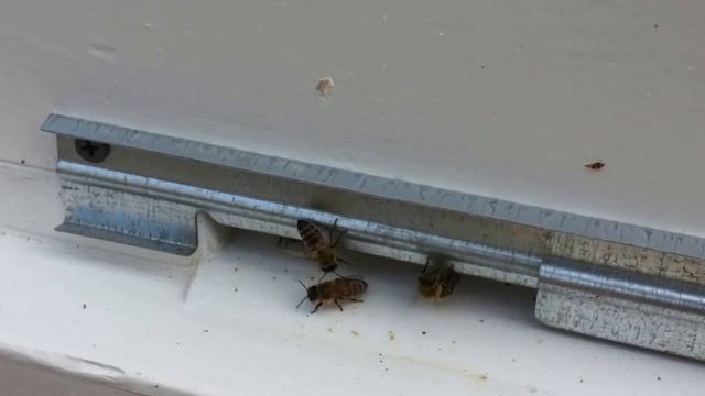 Первый улей