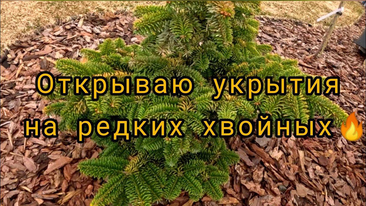 Снимаю укрытия на редких хвойных растениях, но не все07.04.2024г смотреть онлайн