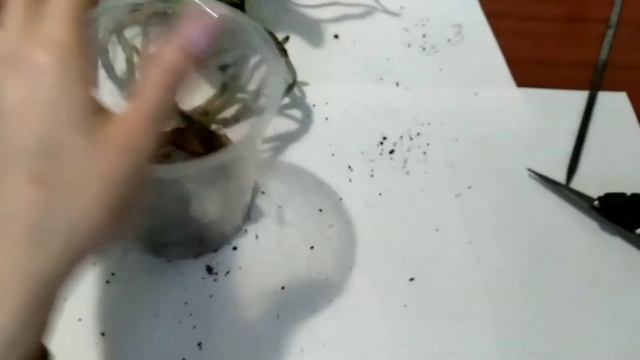Пересадка Violet Queen ?! +результат через неделю. Неприятности продолжаются... смотреть онлайн