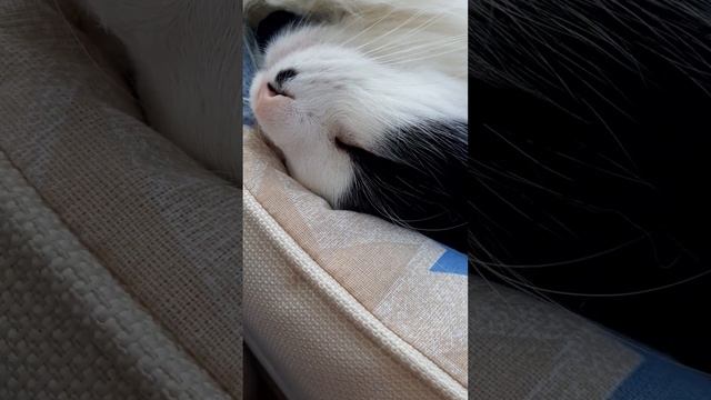 СИБИРСКИЙ КОТ -АДОЛЬФ.КАК ОН У НАС ПОЯВИЛСЯ ???#animal #cat смотреть онлайн