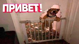 Я РЖАЛ ДО СЛЕЗ ? 30 МИНУТ ПРИКОЛОВ ЗАСМЕЯЛСЯ ПОДПИСАЛСЯ | ТЕСТ НА ПСИХИКУ лютые приколы 2023 #7