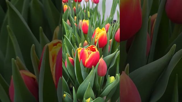 Тюльпан Replay 🌷🌷🌷 смотреть онлайн