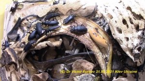 Чем Кормить Жука Зофобаса? Как Вырастить Культуру Жука Зофобаса? Спроси Ученого Энтомолога.