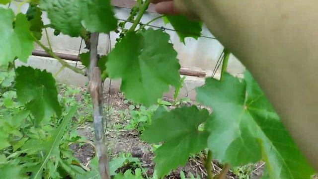 Обзор неукрывных форм Кашича В. П. на 29-е мая 2023г, особенности перезимовки. смотреть онлайн