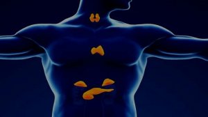 ЧАСТОТА 492,8 ГЦ,  ЛЕЧЕНИЕ БИНАУРАЛЬНЫМИ РИТМАМИ  НАДПОЧЕЧНИКОВ, ЩИТОВИДНОЙ И ПАРАЩИТОИДНОЙ ЖЕЛЕЗ